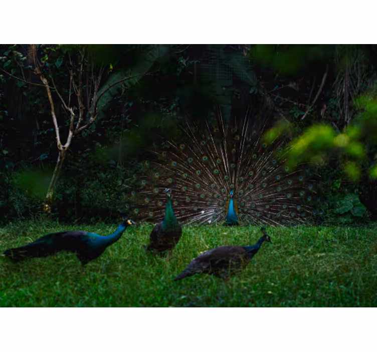 Animal mural peacock showcasing feathers - TenStickers