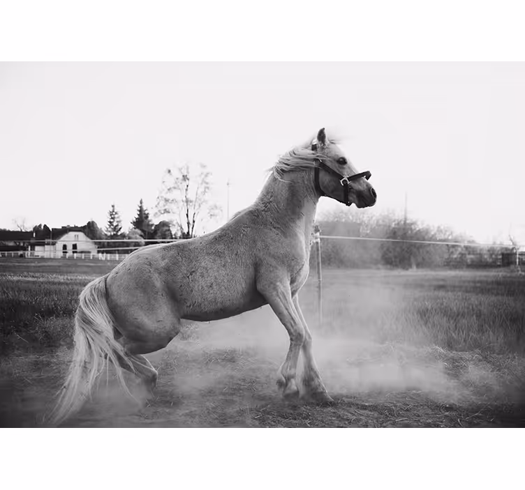 Animal mural galloping pony design - TenStickers