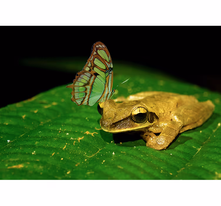 Frog And Butterfly animal mural - TenStickers