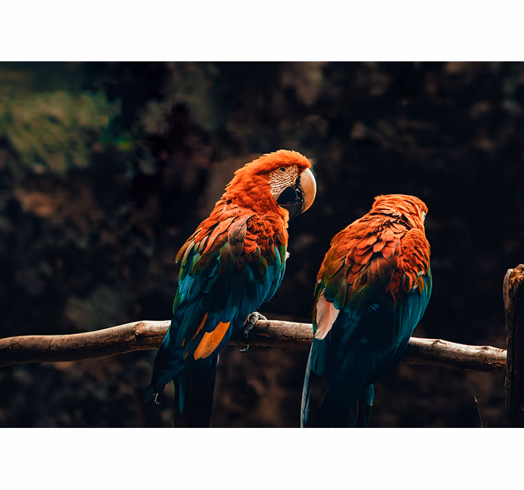Colorful Parrots Together animal mural - TenStickers