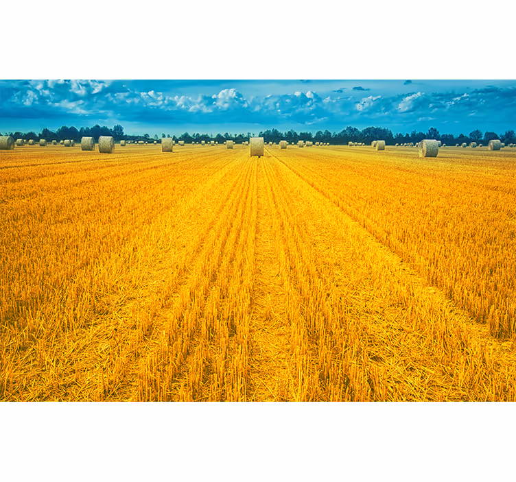 Golden Harvest Field landscape mural - TenStickers