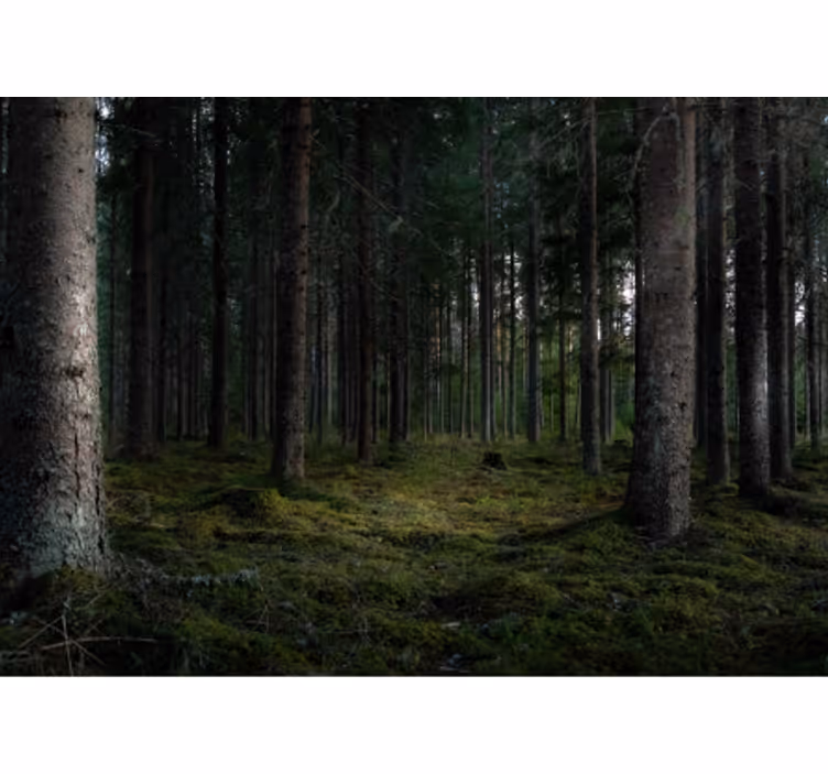 Lush forest scene forest wall mural - TenStickers