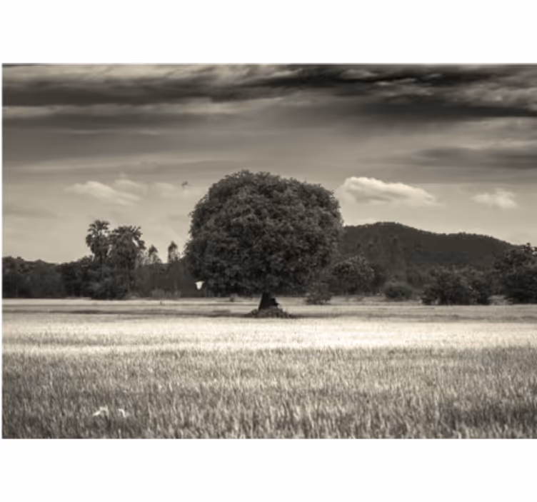 Tree wall mural lone tree landscape - TenStickers