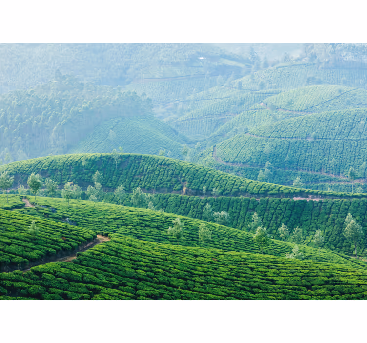 Landscape mural tea plantation hills - TenStickers