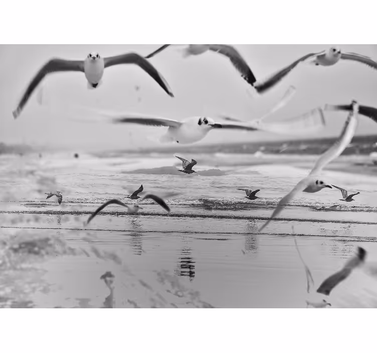 Seagulls Over Ocean animal mural - TenStickers
