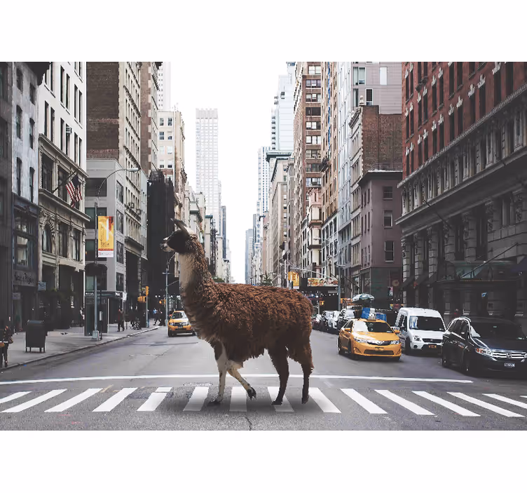 Animal mural llama on street - TenStickers