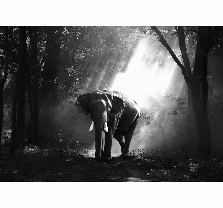 Majestic Elephant Encounter animal mural - TenStickers