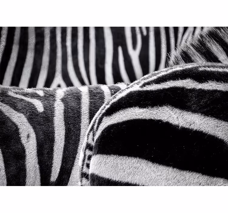Realistic zebras stripes animal mural - TenStickers