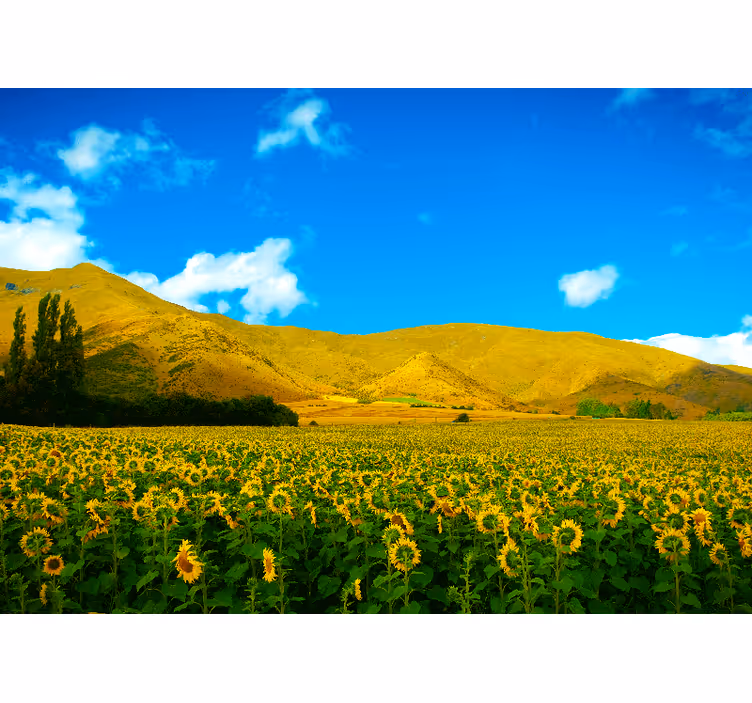 Sunflower Field landscape mural - TenStickers