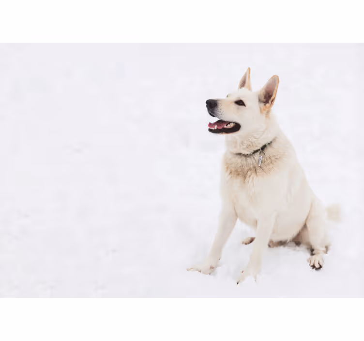 Husky in the snow wall mural - TenStickers