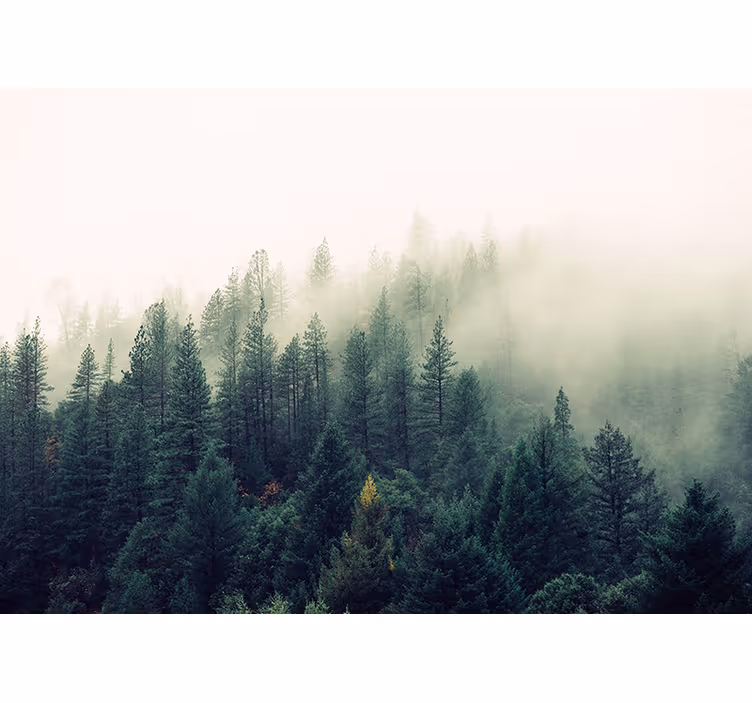 Nature wall mural mystical forest surroundings - TenStickers