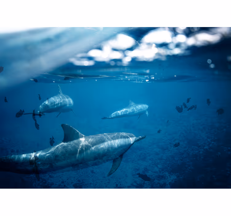 Underwater Dolphin Encounter under the sea mural - TenStickers