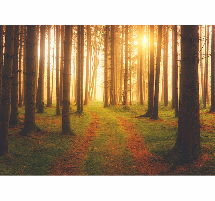 Forest wall mural woodland trail view - TenStickers