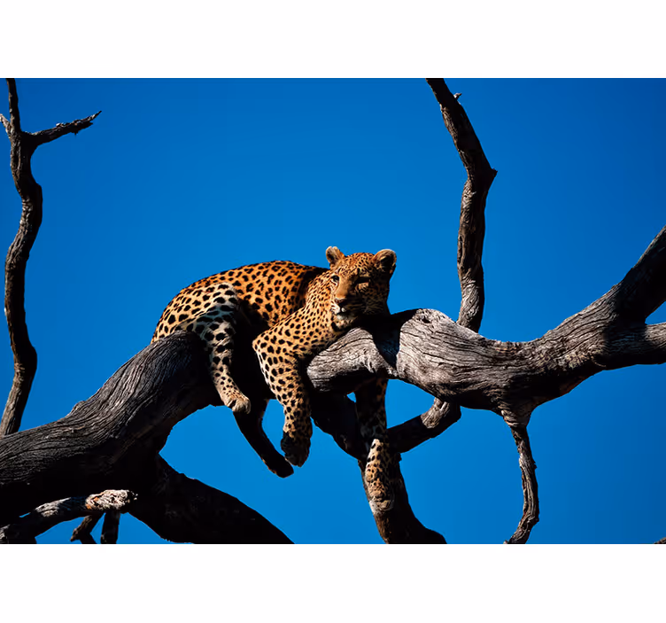 Leopard on Branch animal mural - TenStickers