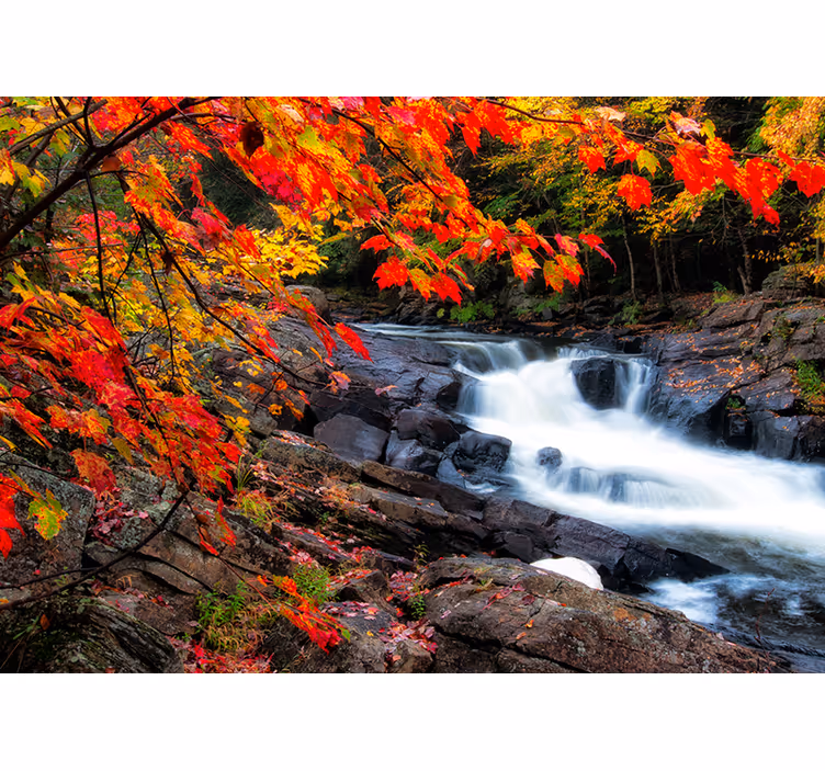 Forest wall mural fall waterfall scene - TenStickers