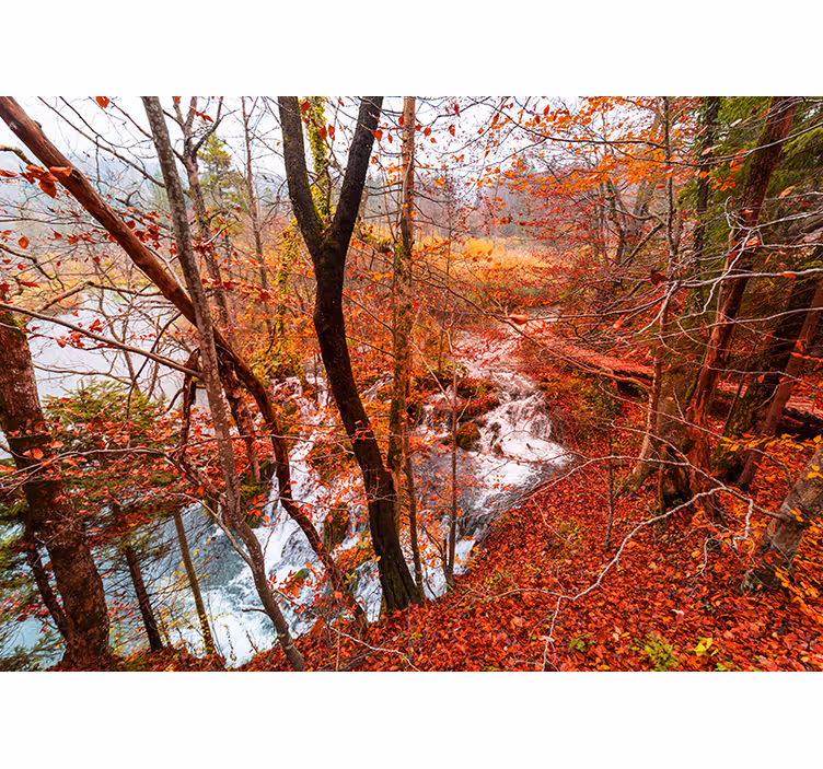 Autumn Forest Scene nature wall mural - TenStickers