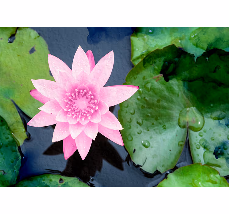 Pink Lotus Flower wall mural - TenStickers