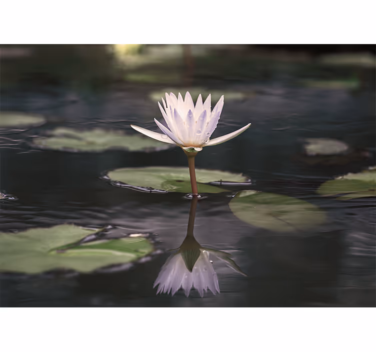Lotus Blossom Echo flower mural - TenStickers