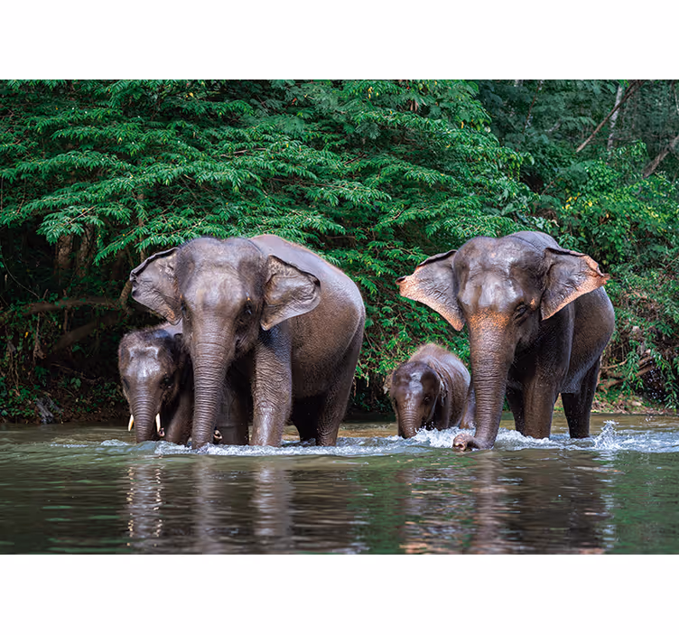 Elephants in Water animal mural - TenStickers