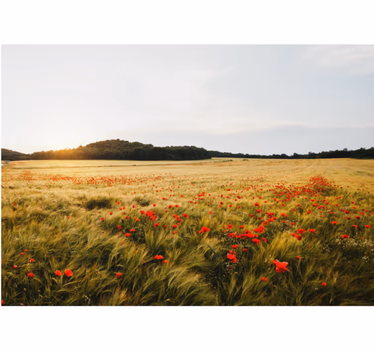 Poppy Blossom Meadow flower mural - TenStickers