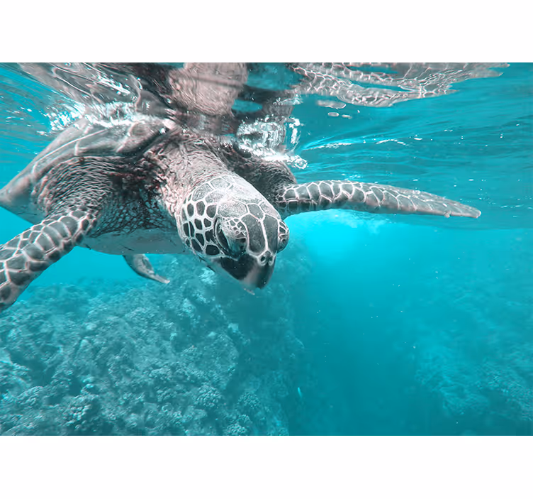 Animal mural serene turtle encounter - TenStickers