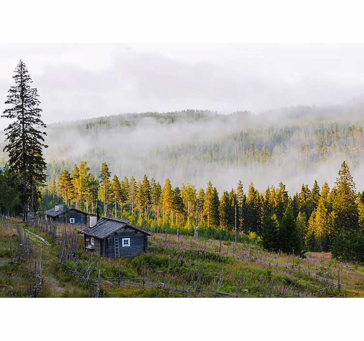 Mist Covered Forest landscape mural - TenStickers