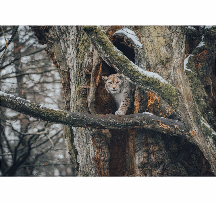 Lynx in Tree animal mural - TenStickers