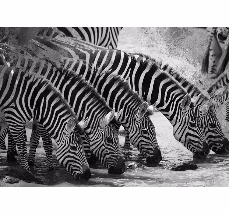 Zebras Drinking Water animal mural - TenStickers