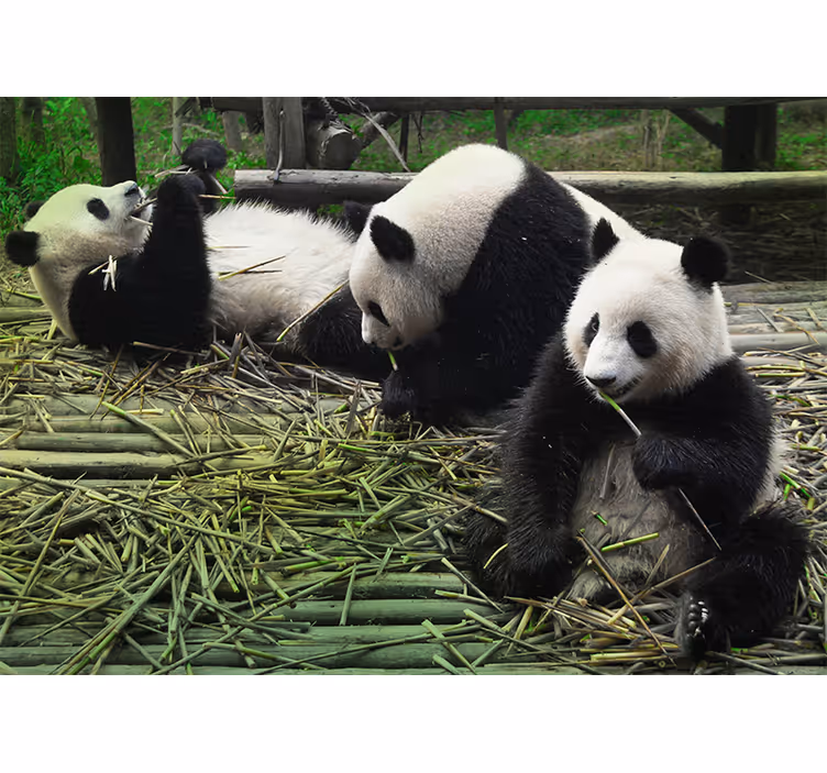 Playful Panda Family animal mural - TenStickers