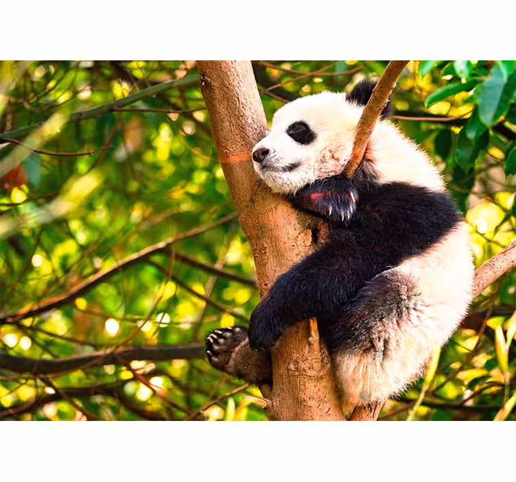 Relaxing Panda Cub animal mural - TenStickers