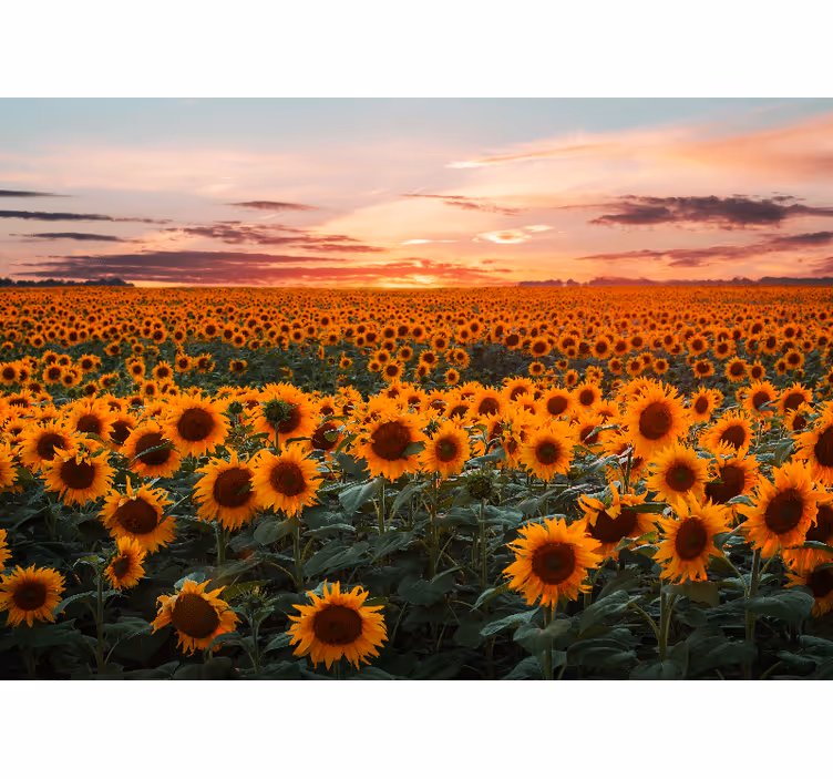 Sunflower Meadow Dusk flower mural - TenStickers