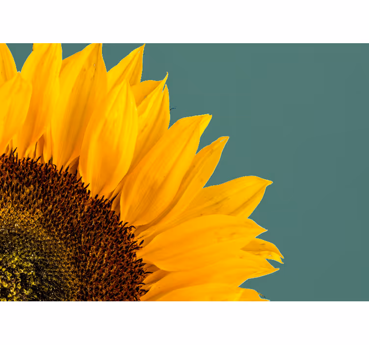 Flower mural sunflower close-up - TenStickers
