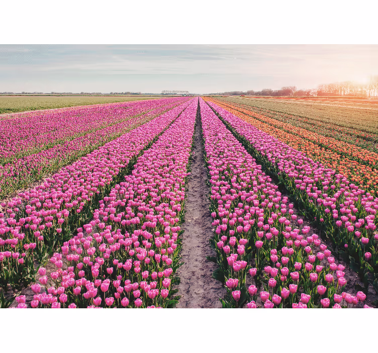 Tulip line field tulip wall mural - TenStickers