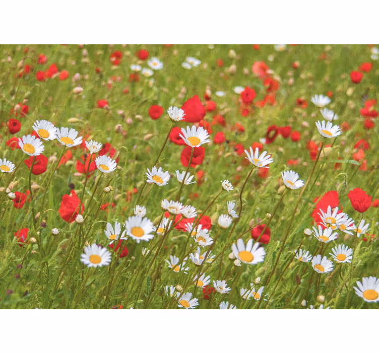 Flower mural vibrant flower field - TenStickers