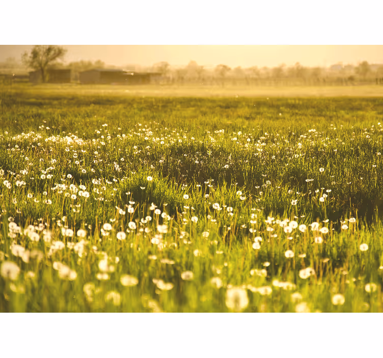 Flower mural dandelion meadow design - TenStickers