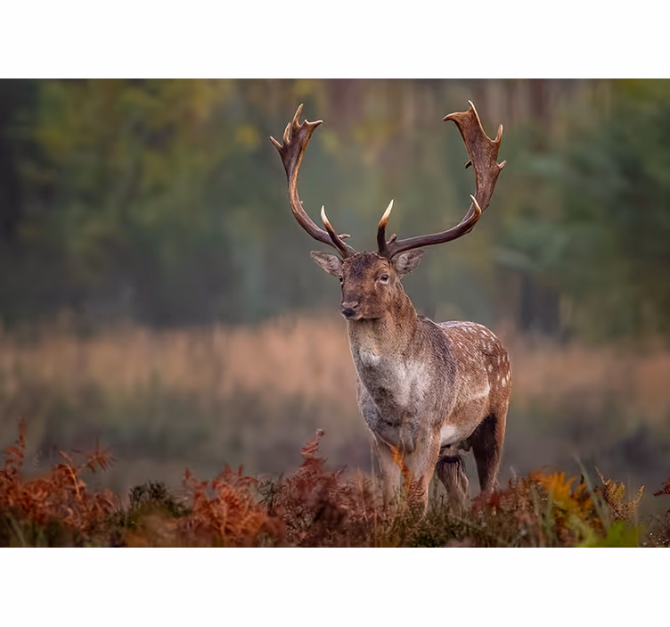 Lonely Stag in Field wall mural - TenStickers