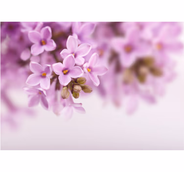 Flower mural delicate lilac blooms - TenStickers