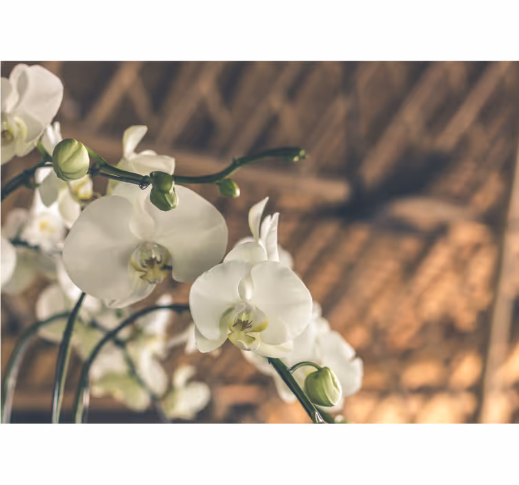 Orchid wall mural elegant orchid blooms - TenStickers
