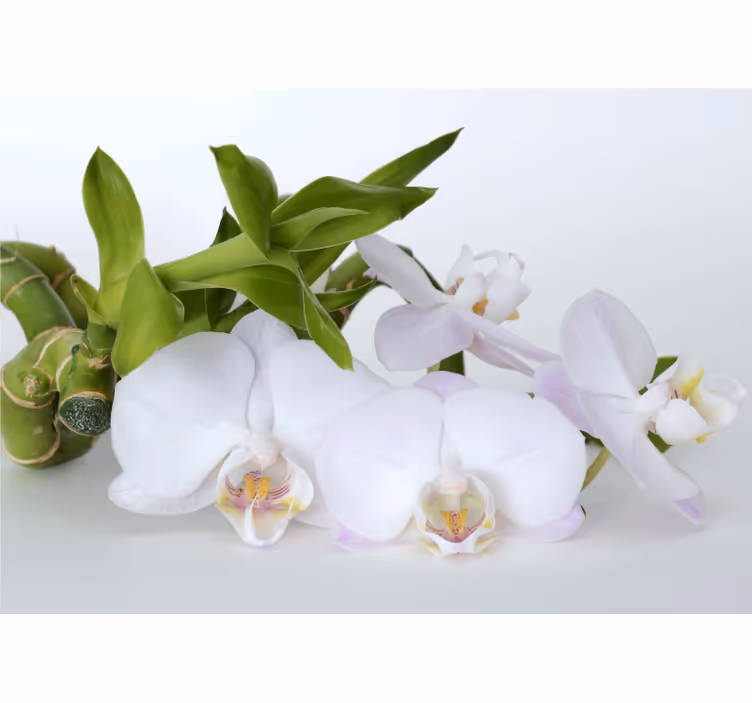 Orchid wall mural elegant orchid display - TenStickers