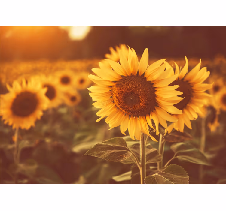 Flower mural sunflower meadows - TenStickers
