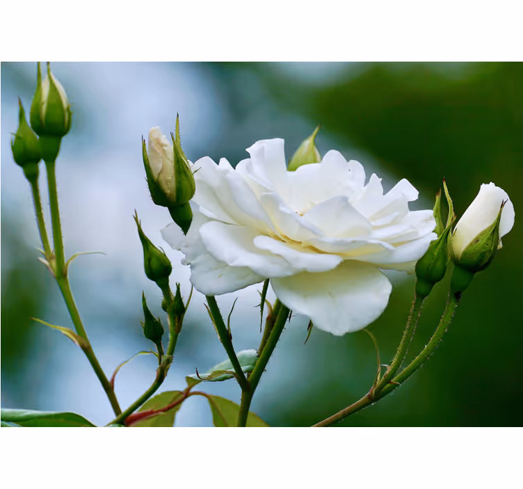 Elegant White Rose flower mural - TenStickers