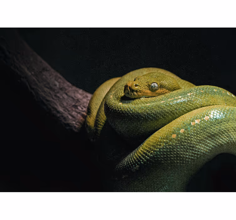 Animal mural emerald green python - TenStickers