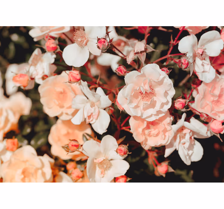 Flower mural blossoming rose petals - TenStickers