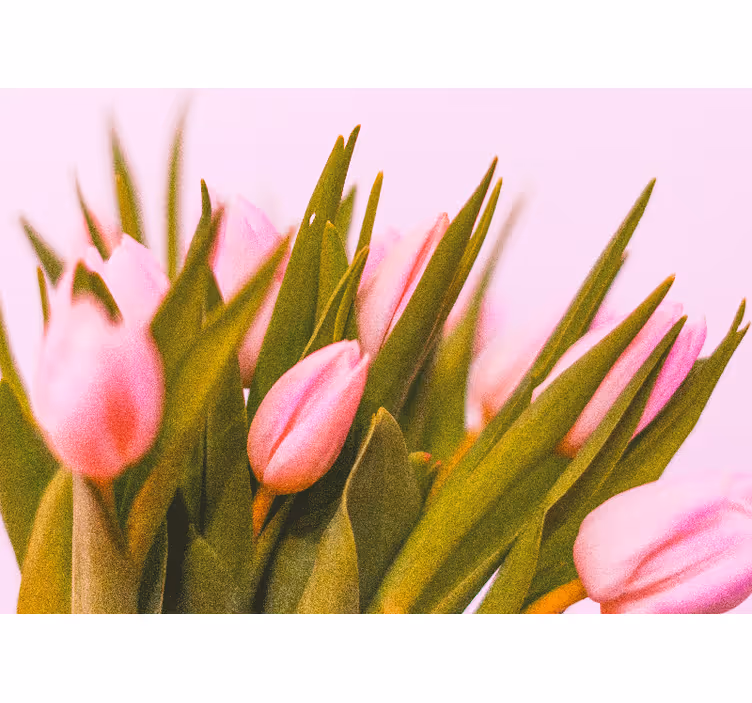 Poppy wall mural pink tulip blossoms - TenStickers