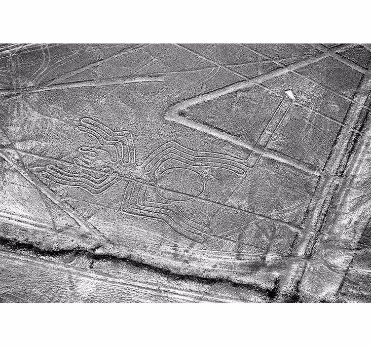 Animal mural nazca spider geoglyph - TenStickers