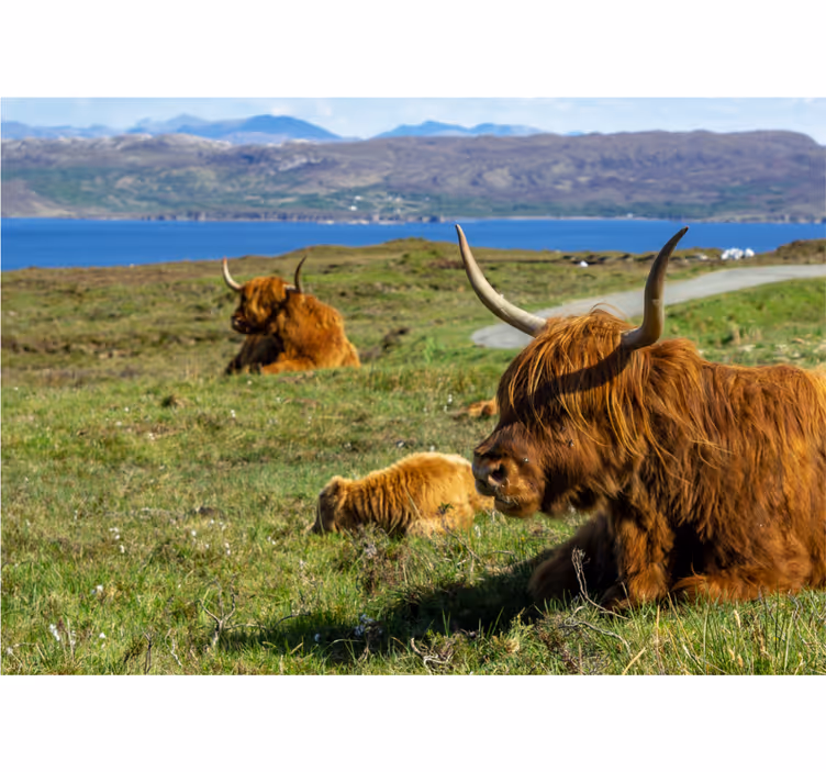Highland cow group wall mural - TenStickers