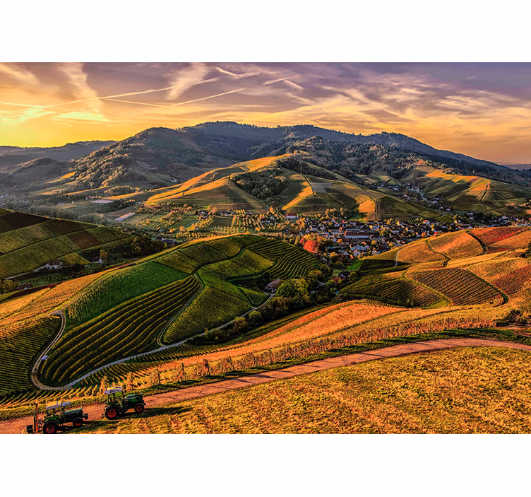 Lush Vineyard View landscape mural - TenStickers