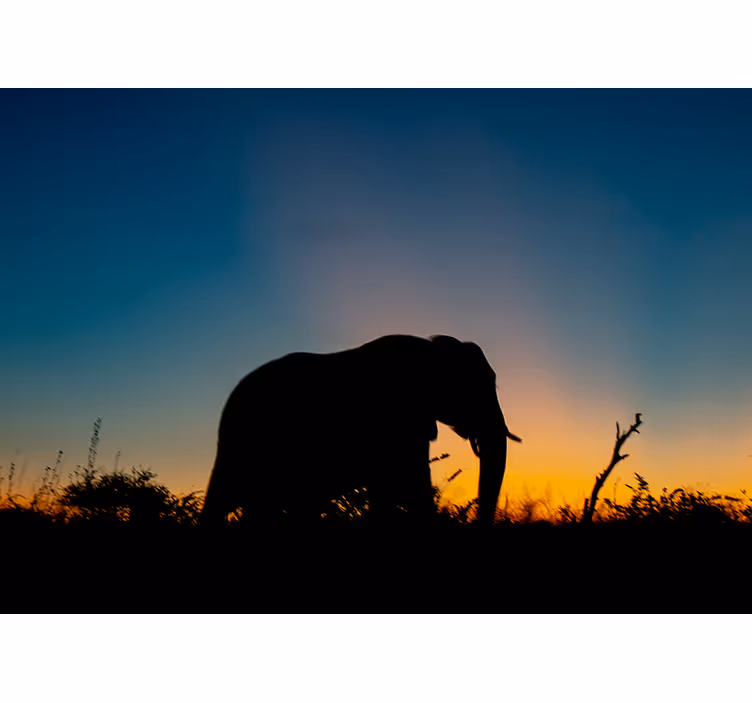 Animal mural elephant silhouette at sunset - TenStickers