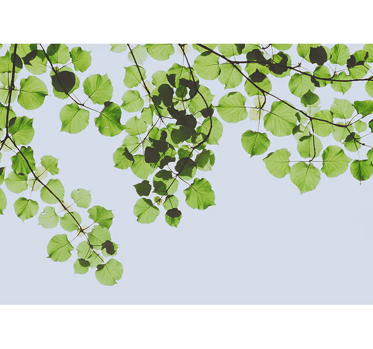Tree wall mural leafy branches canopy - TenStickers