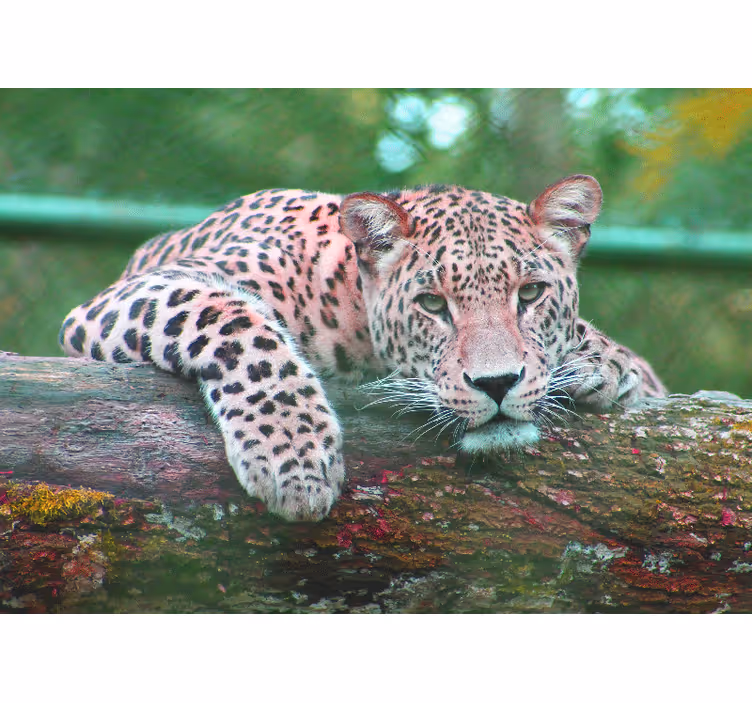 Animal mural leopard resting gracefully - TenStickers